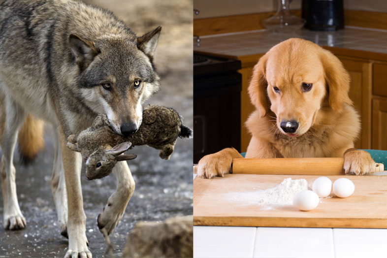 Hundenahrung damals und heute
