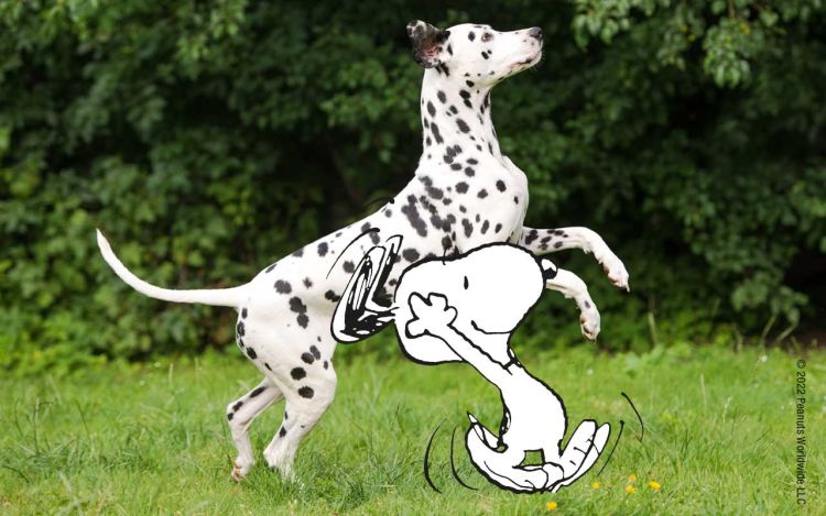 Gesunder und vitaler Hund mit Snoopy auf einer Wiese