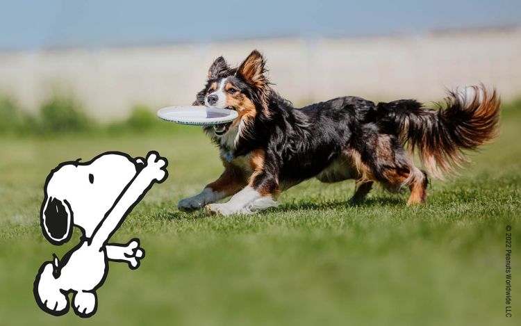 Fit durch Fleischsaftgarung: Snoopy und ein Hund spielen Freesby