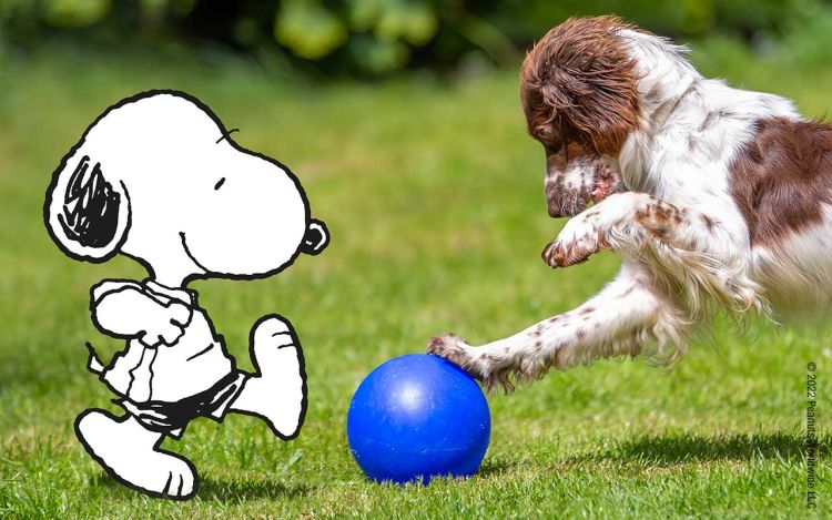 Snoopy und ein Hund spielen mit einem Ball