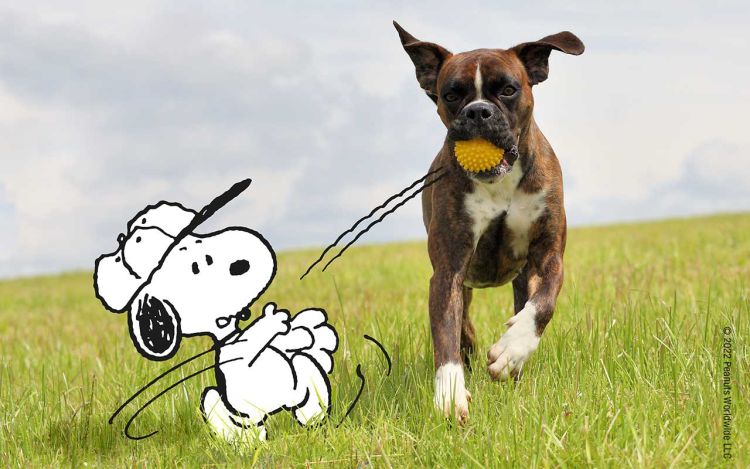 Snoopy und ein Hund spielen Ball