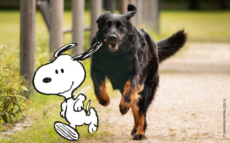 Snoopy and a dog running on a path