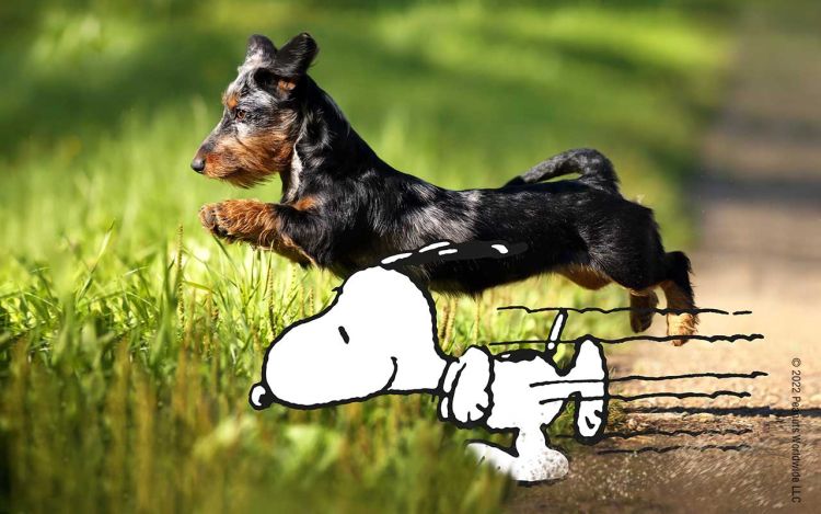 Snoopy und ein Hund springen in eine Wiese