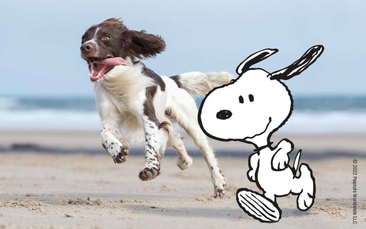 Snoopy und ein Hund rennen am Strand