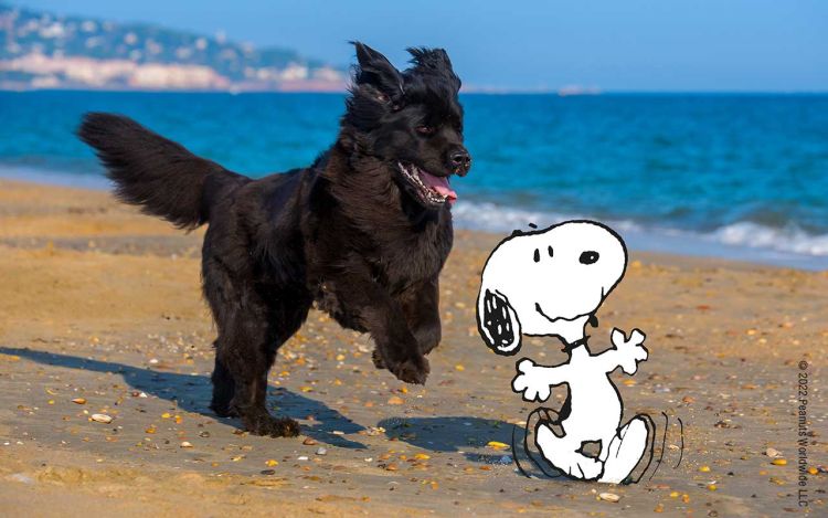 Ein schwarzer Hund und Snoopy laufen am Strand